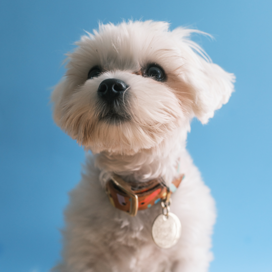 adult maltese dog in a blue background
